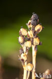 Yellow Bird’s Nest (Monotropa hypopitys)
