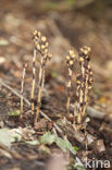 Yellow Bird’s Nest (Monotropa hypopitys)