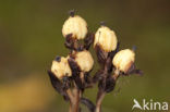 Yellow Bird’s Nest (Monotropa hypopitys)