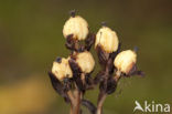 Stofzaad (Monotropa hypopitys) 