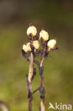 Yellow Bird’s Nest (Monotropa hypopitys)