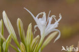 Strandnarcis (Pancratium maritimum)