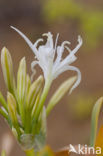 sea-daffodil (Pancratium maritimum)