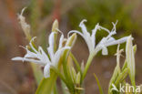 sea-daffodil (Pancratium maritimum)