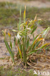 Strandnarcis (Pancratium maritimum)