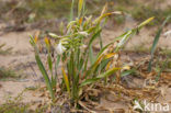 sea-daffodil (Pancratium maritimum)