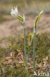 sea-daffodil (Pancratium maritimum)