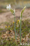 Strandnarcis (Pancratium maritimum)