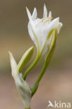 Strandnarcis (Pancratium maritimum)