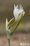 sea-daffodil (Pancratium maritimum)