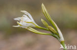 sea-daffodil (Pancratium maritimum)