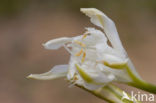 sea-daffodil (Pancratium maritimum)