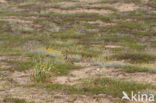 sea-daffodil (Pancratium maritimum)