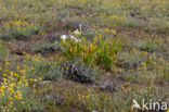 sea-daffodil (Pancratium maritimum)