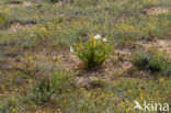 sea-daffodil (Pancratium maritimum)