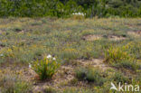 Strandnarcis (Pancratium maritimum)