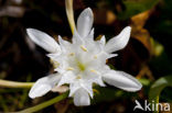 sea-daffodil (Pancratium maritimum)