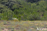 Strandnarcis (Pancratium maritimum)