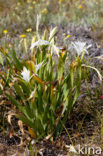 sea-daffodil (Pancratium maritimum)