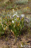 sea-daffodil (Pancratium maritimum)