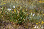 Strandnarcis (Pancratium maritimum)