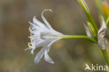 sea-daffodil (Pancratium maritimum)