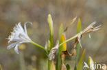 sea-daffodil (Pancratium maritimum)