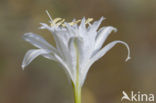 sea-daffodil (Pancratium maritimum)