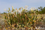 sea-daffodil (Pancratium maritimum)