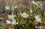 sea-daffodil (Pancratium maritimum)