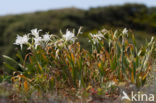 sea-daffodil (Pancratium maritimum)