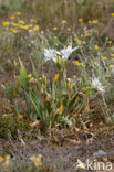 sea-daffodil (Pancratium maritimum)