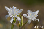 sea-daffodil (Pancratium maritimum)