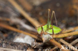 Struiksprinkhaan (Leptophyes punctatissima)