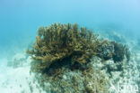 Table coral (Acropora spec)