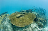 Table coral (Acropora spec)