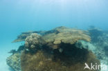 Table coral (Acropora spec)