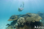 Table coral (Acropora spec)