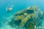 Table coral (Acropora spec)