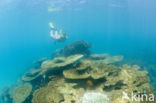 Table coral (Acropora spec)