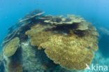 Table coral (Acropora spec)