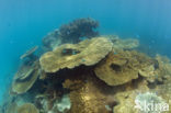 Table coral (Acropora spec)