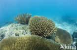 Tafelkoraal (Acropora spec)