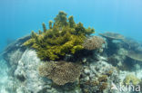 Table coral (Acropora spec)