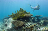 Table coral (Acropora spec)