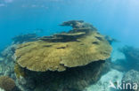 Table coral (Acropora spec)