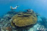 Table coral (Acropora spec)