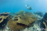 Table coral (Acropora spec)