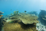 Table coral (Acropora spec)