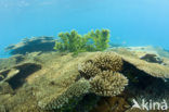 Table coral (Acropora spec)